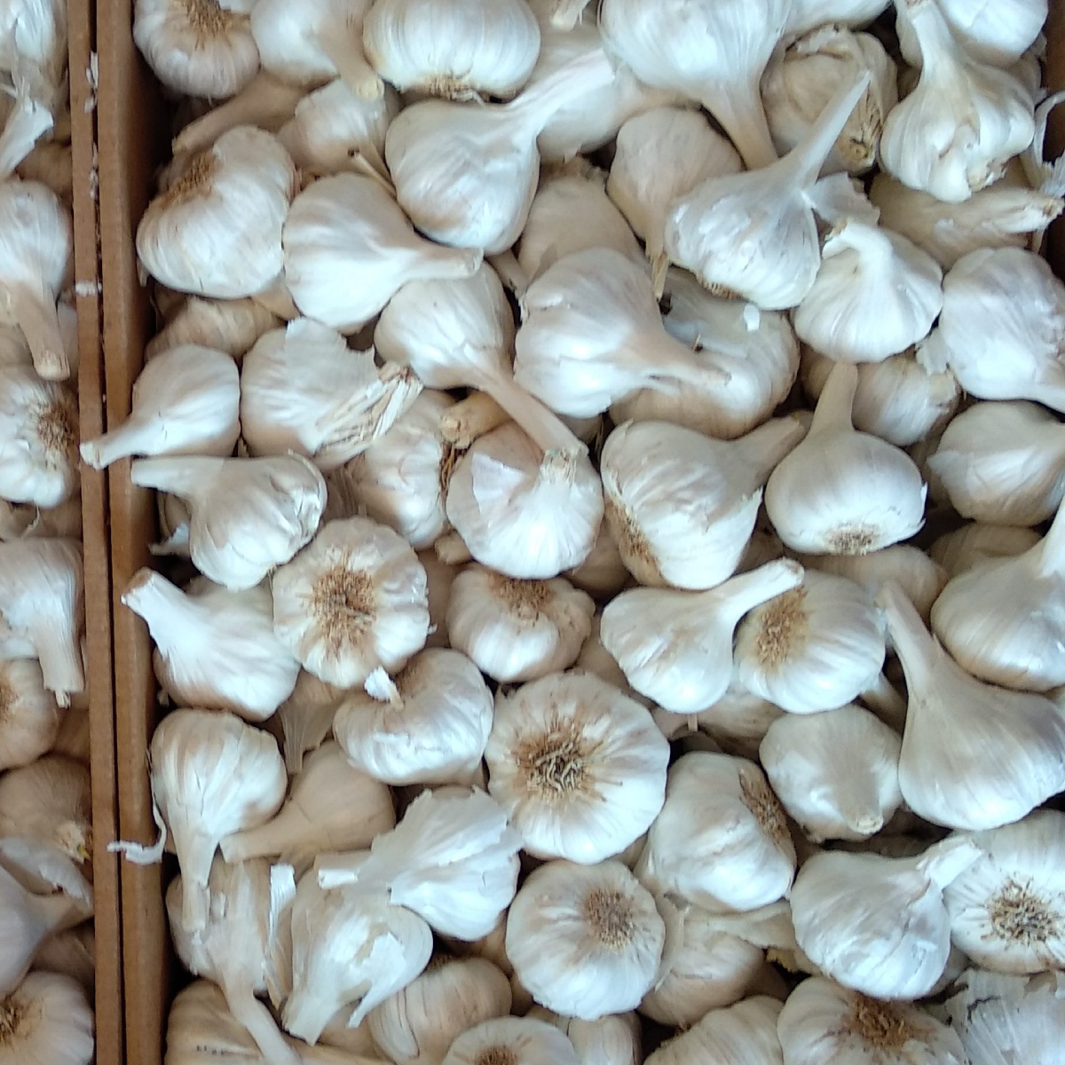 Garlic